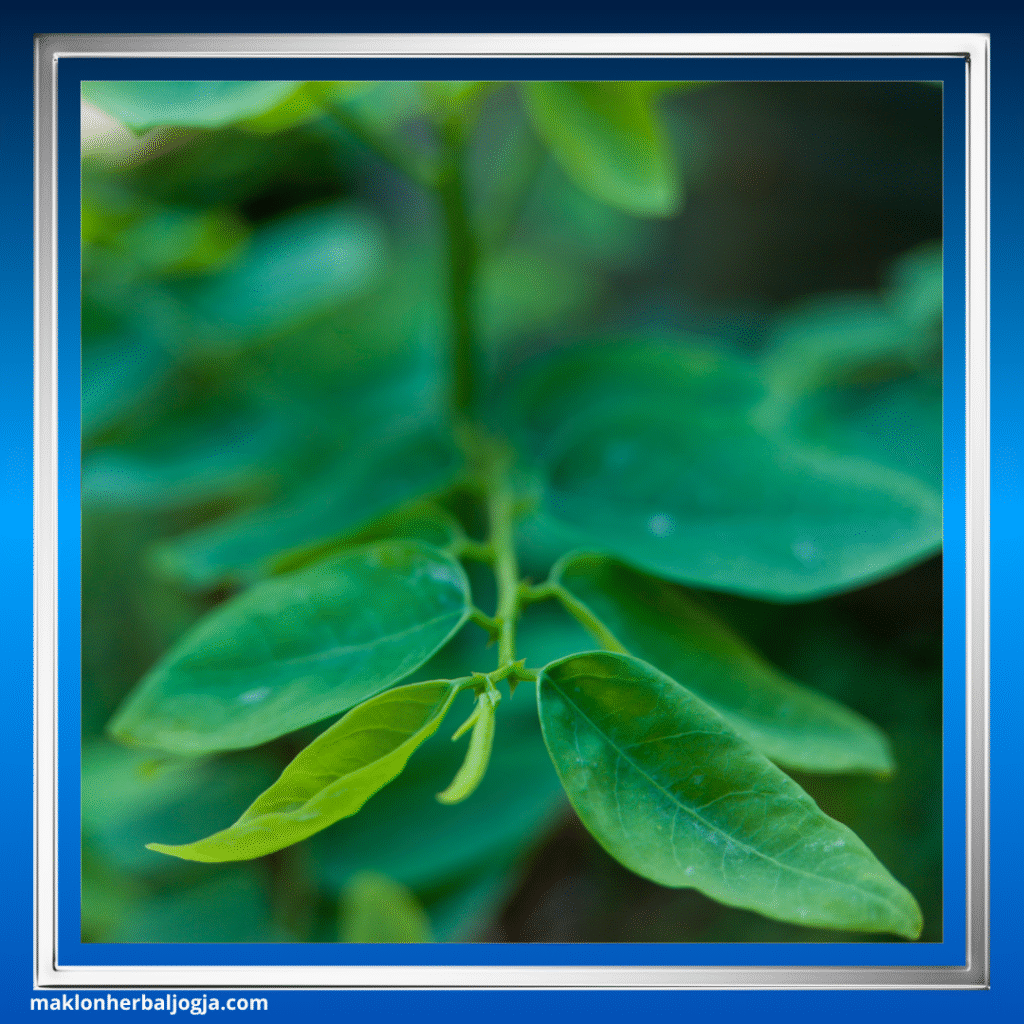 Herbal Merangsang Nafsu Makan