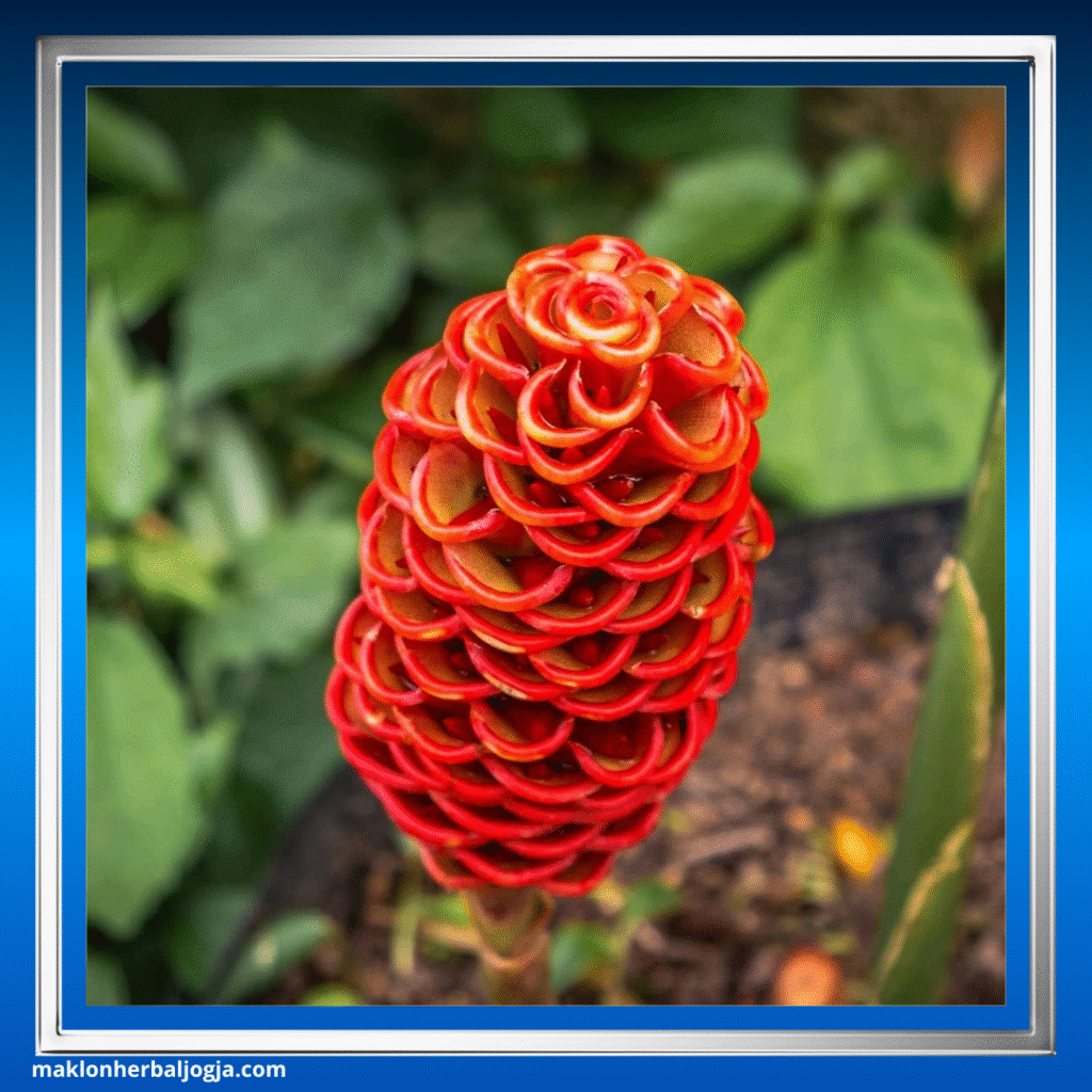 Herbal Merangsang Nafsu Makan