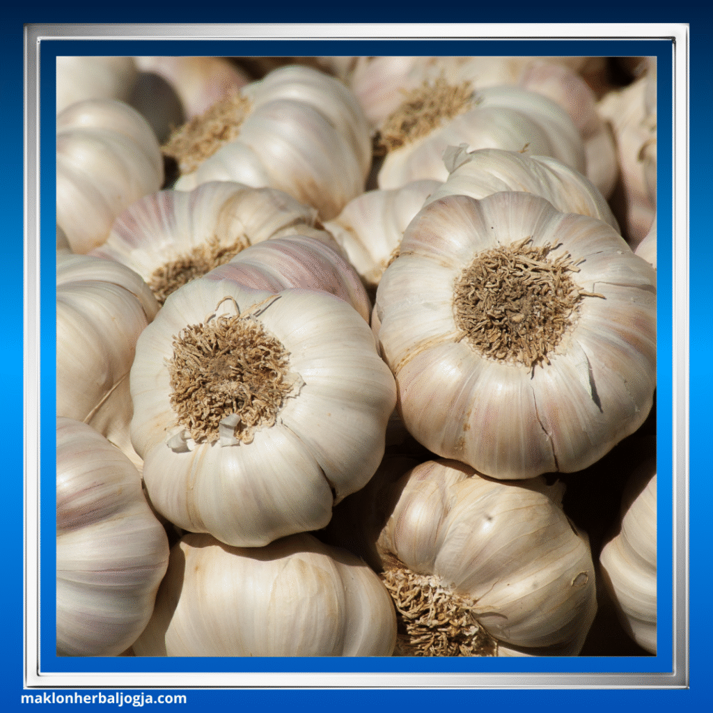 Herbal Merangsang Nafsu Makan