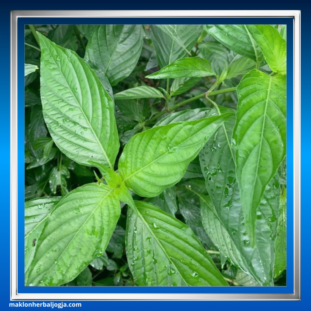 Herbal Gula Darah Kering