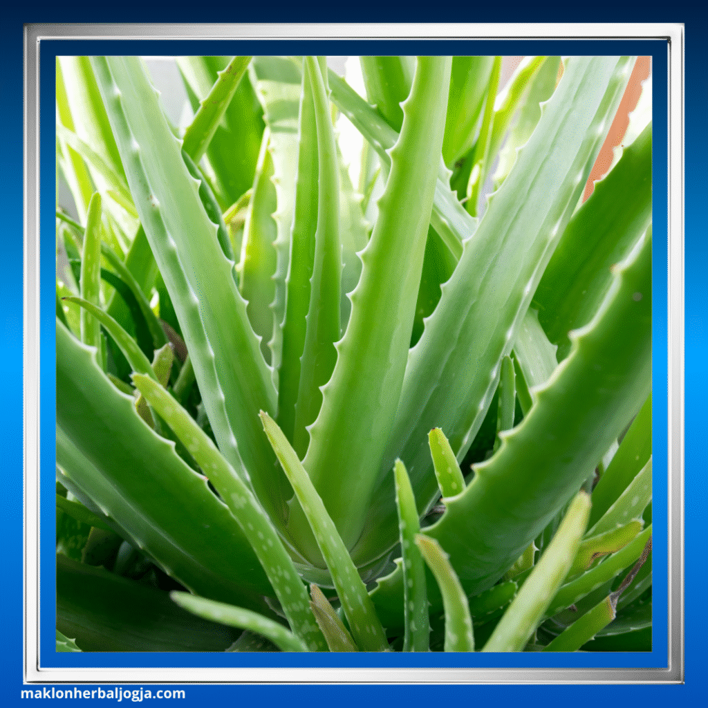 Herbal Gula Darah Kering