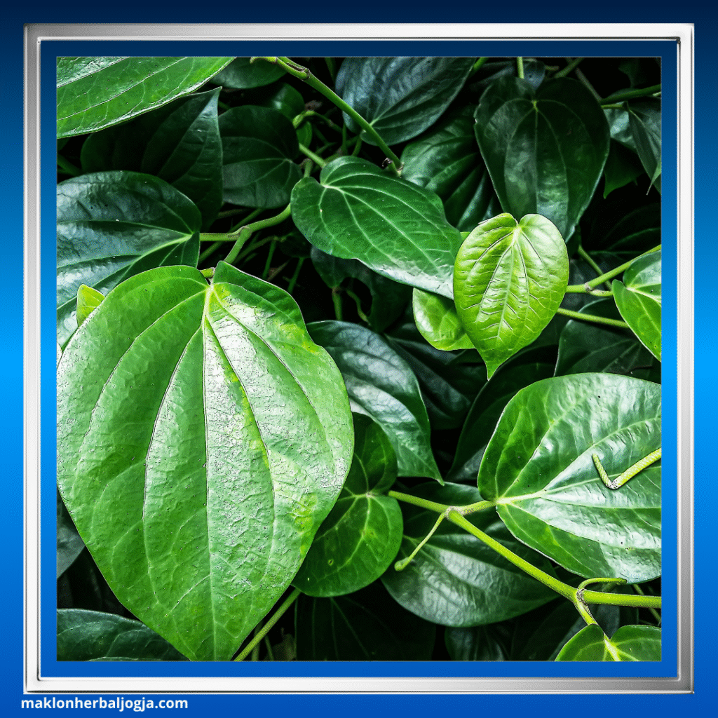 Herbal Mengecilkan Perut Buncit