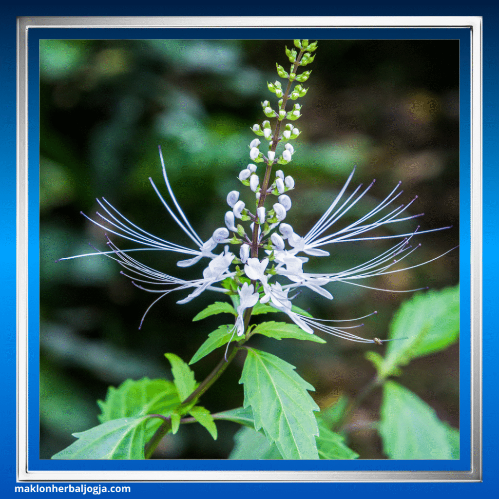 Herbal Penghancur Batu Ginjal