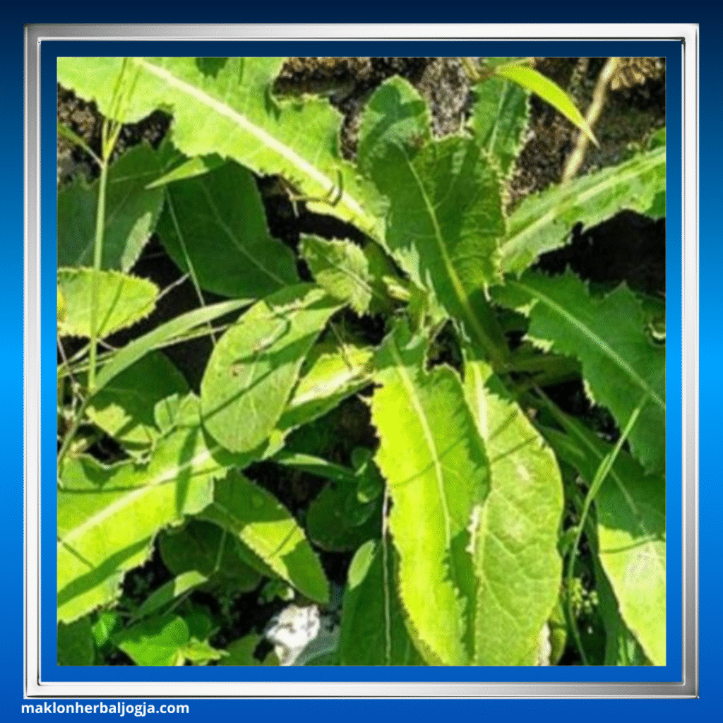 Herbal Penghancur Batu Ginjal