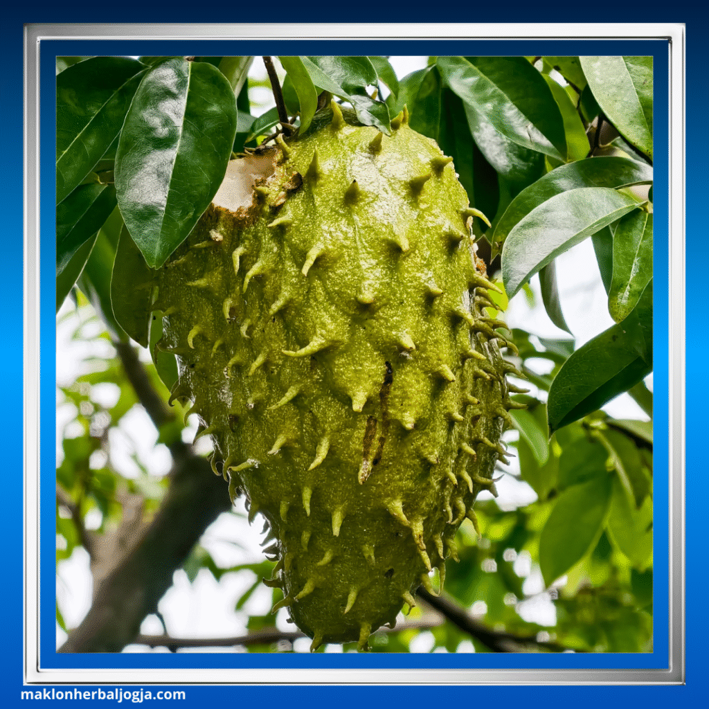 Herbal Penghancur Batu Ginjal