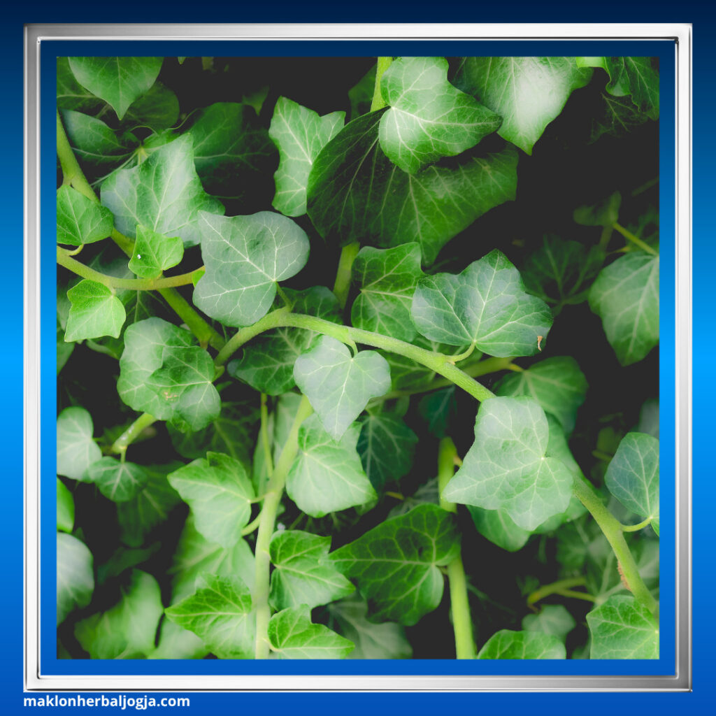 Herbal untuk Batuk Berdahak