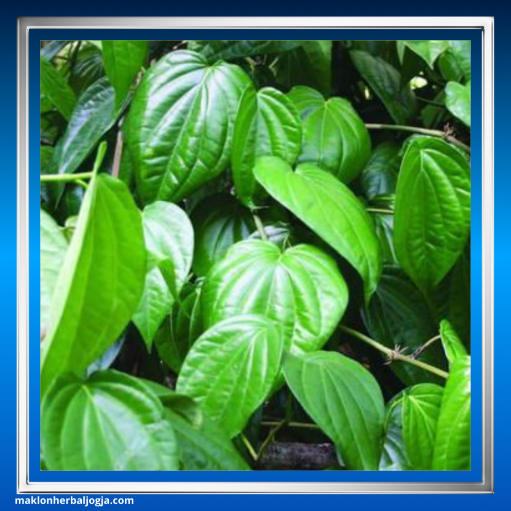 batuk anak obat herbal